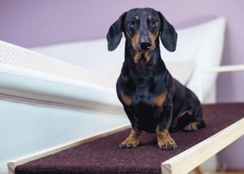 Follow the complete guidelines to buy and use the best suitable ramp 