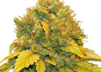 The Top 5 Benefits of Banana Kush: Place to Buy
