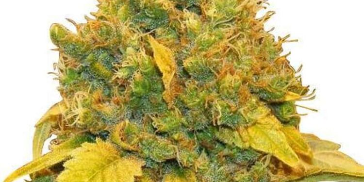 The Top 5 Benefits of Banana Kush: Place to Buy
