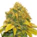 The Top 5 Benefits of Banana Kush: Place to Buy