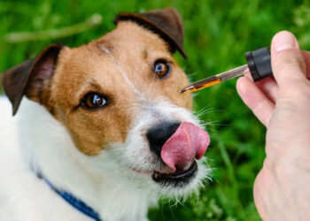 How to Choose the Perfect CBD Product for Your Pets