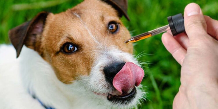 How to Choose the Perfect CBD Product for Your Pets
