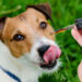 How to Choose the Perfect CBD Product for Your Pets